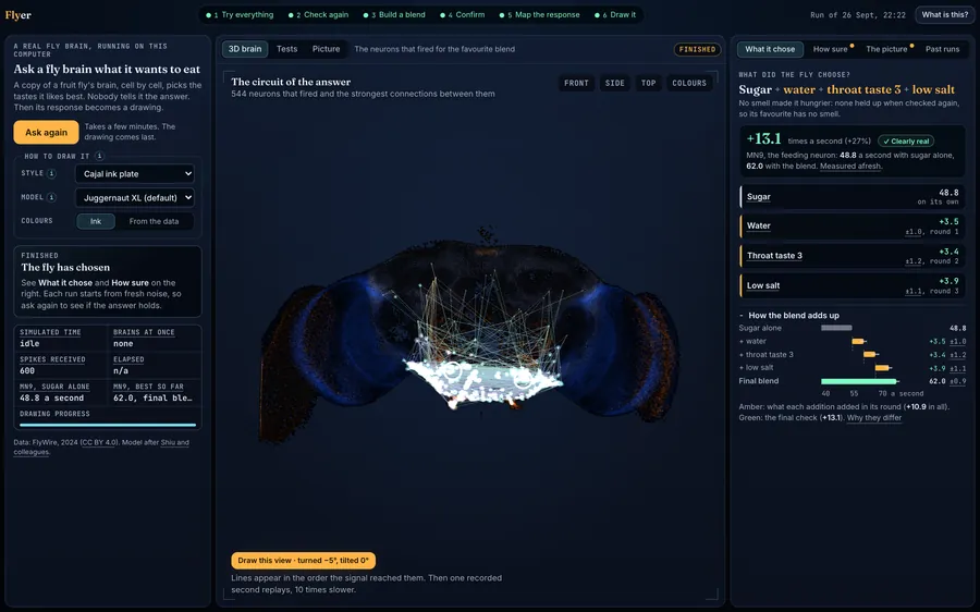 The Flyer app, 3D brain tab: a dark brain with the neurons that fired glowing white and their strongest connections as thin lines, and the chosen blend listed on the right.