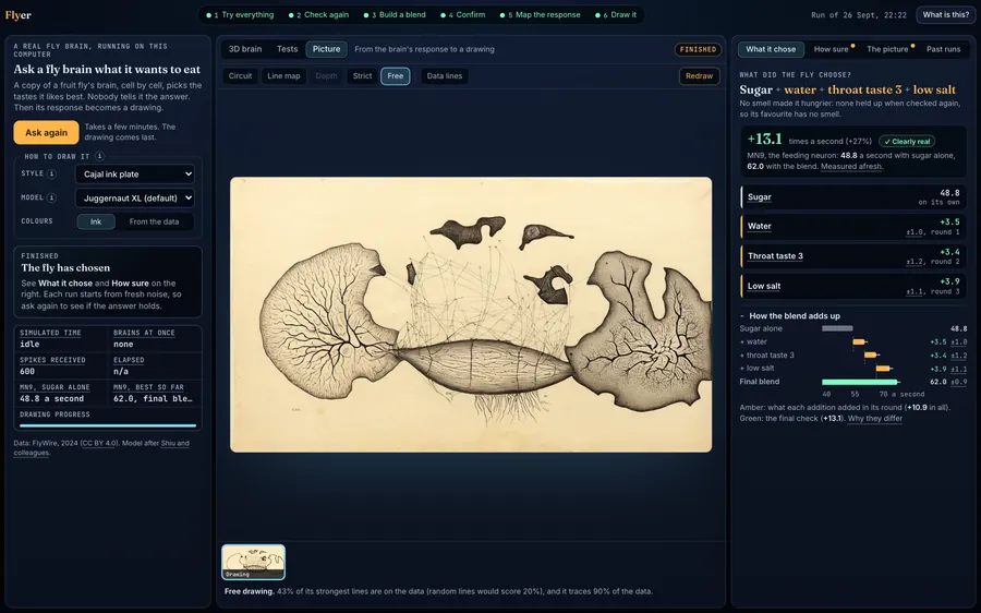 The Flyer app, picture tab: a finished ink drawing of the brain, with buttons for the line map, strict and free versions, and a chart of how the blend adds up.
